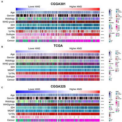 Molecular and clinical characterization of ANG expression in gliomas and its association with tumor-related immune response